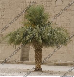 Photo Reference of Palm Tree0005